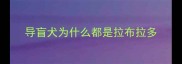 导盲犬为什么都是拉布拉多