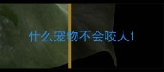什么宠物不会咬人