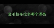 金毛拉布拉多哪个漂亮
