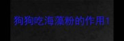 狗狗吃海藻粉的作用