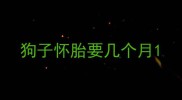 狗子怀胎要几个月