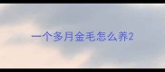 一个多月金毛怎么养