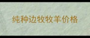 纯种边牧牧羊价格