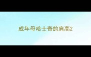成年母哈士奇的肩高