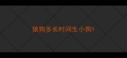 狼狗多长时间生小狗