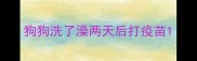 狗狗洗了澡两天后打疫苗