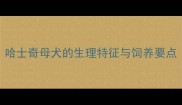 哈士奇母犬的生理特征与饲养要点