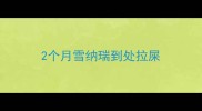 2个月雪纳瑞到处拉屎