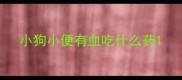 小狗小便有血吃什么药