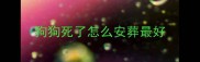 狗狗死了怎么安葬最好