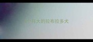 5个月大的拉布拉多犬