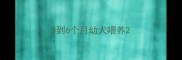 3到6个月幼犬喂养
