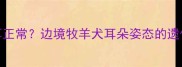 边牧立耳还是垂耳正常边境牧羊犬耳朵姿态的遗传基因与日常养护