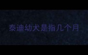 泰迪幼犬是指几个月