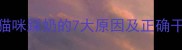 科学猫咪踩奶的7大原因及正确干预方法