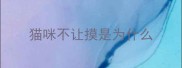 猫咪不让摸是为什么