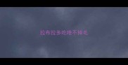 拉布拉多吃啥不掉毛