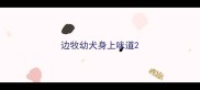 边牧幼犬身上味道