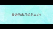 泰迪狗来月经怎么办