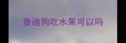 泰迪狗吃水果可以吗
