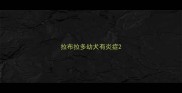 拉布拉多幼犬有炎症