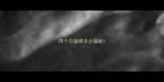 两个月猫喂多少猫粮