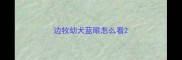 边牧幼犬蓝眼怎么看