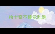 哈士奇不睡觉乱跑