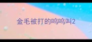 金毛被打的呜呜叫