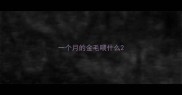 一个月的金毛喂什么