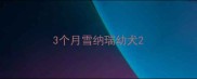 3个月雪纳瑞幼犬