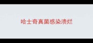 哈士奇真菌感染溃烂