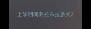 上学期间养拉布拉多犬