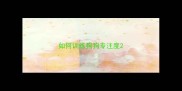 如何训练狗狗专注度