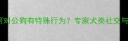 哈士奇为何对公狗有特殊行为专家犬类社交与繁殖知识