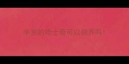 半岁的哈士奇可以领养吗