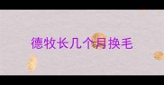 德牧长几个月换毛