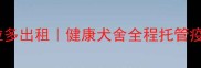 沈阳正规拉布拉多出租健康犬舍全程托管疫苗齐全包售后