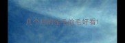 几个月的金毛的毛好看