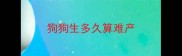 狗狗生多久算难产