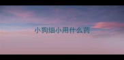 小狗细小用什么药