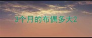 3个月的布偶多大