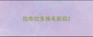 拉布拉多换毛前后