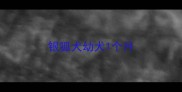 银狐犬幼犬1个月