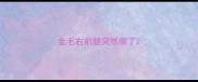 金毛右前腿突然瘸了