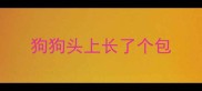狗狗头上长了个包