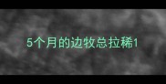 5个月的边牧总拉稀
