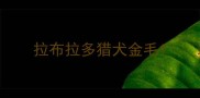 拉布拉多猎犬金毛