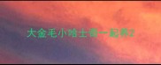 大金毛小哈士奇一起养