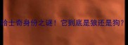 哈士奇身份之谜它到底是狼还是狗